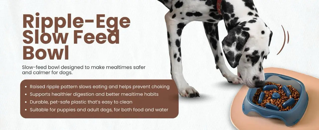 Dog eating from a Ripple-Ege Slow Feed Bowl